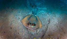 blue-apotted-stingray-amed.jpg